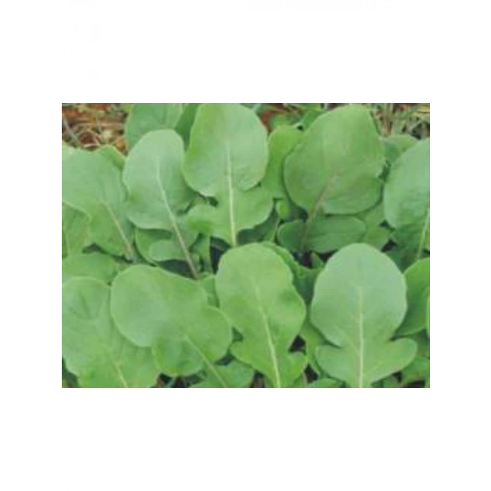 Aksel Roka Tohumu - 10 Gram