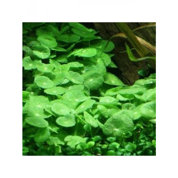 Akvaryum İçin Kolay Bakım Sağlayan Canlı Hydrocotyle Verticillata Bitkisi