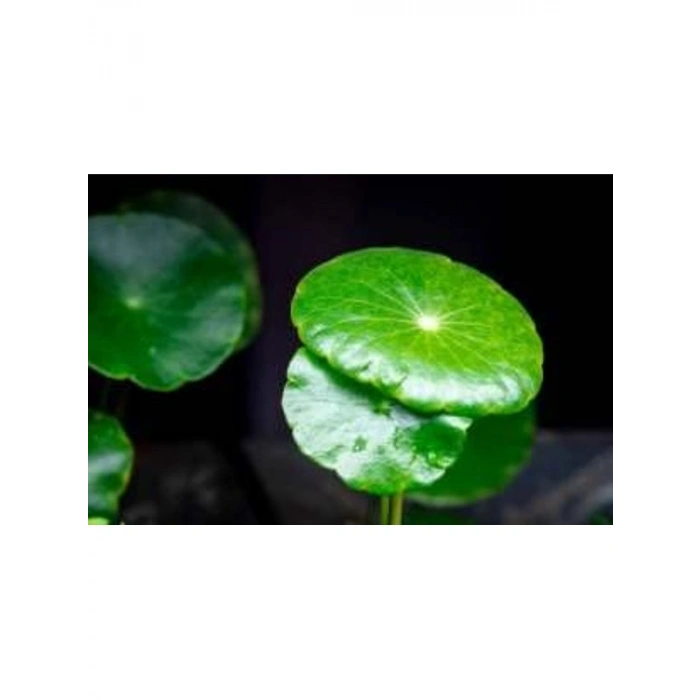 Akvaryum İçin Kolay Bakım Sağlayan Canlı Hydrocotyle Verticillata Bitkisi