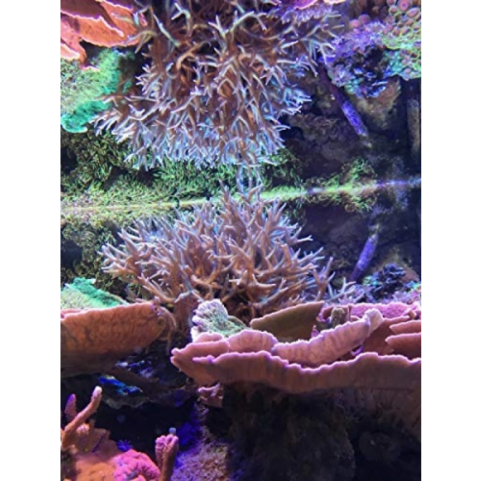 Akvaryum İçin Zooplankton - 250 ml