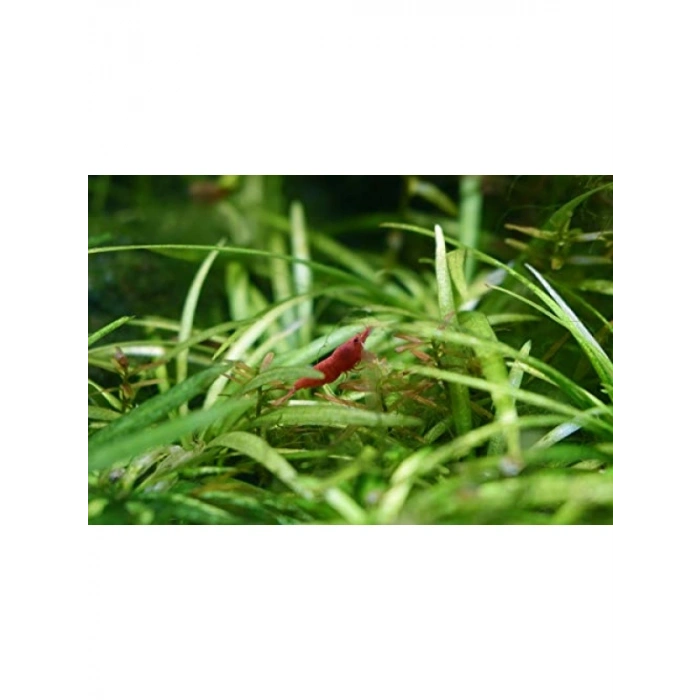 Akvaryum Ürünleri, 250 ML