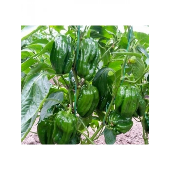 Antep Acı Dolmalık Biber Tohumu - 5 Gram