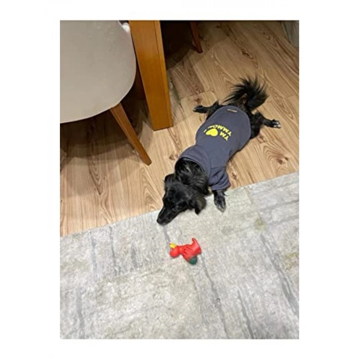 Antrasit renkli kapüşonlu sweatshirt, XS beden, köpek ve kedi için