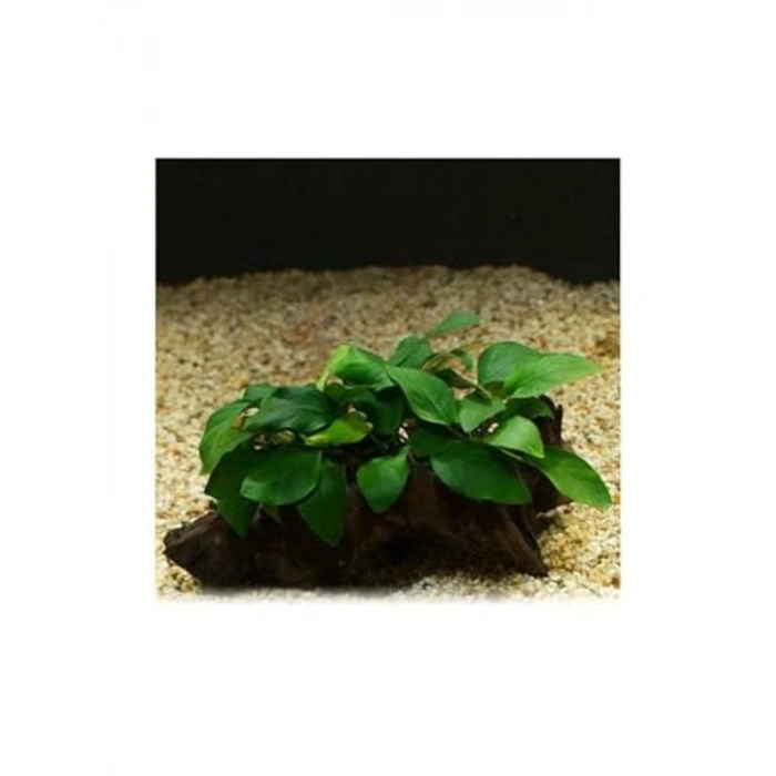 Anubias Barteri Var 5-6 Yapraklı Kök Canlı Bitki