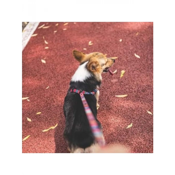 Ayarlanabilir Gezdirme Tasması - Jazz Stripes (L)