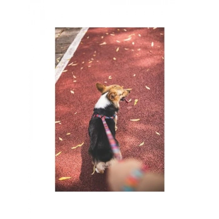 Ayarlanabilir Gezdirme Tasması, Orta Boy