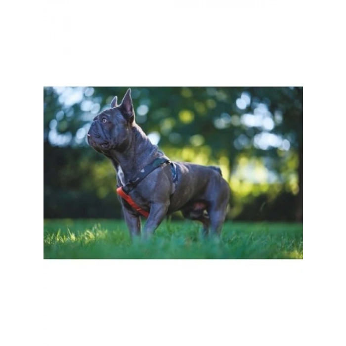 Ayarlanabilir Köpek Harness, XS Boy