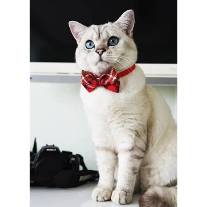 Ayarlanabilir Papyonlu Kedi Tasması