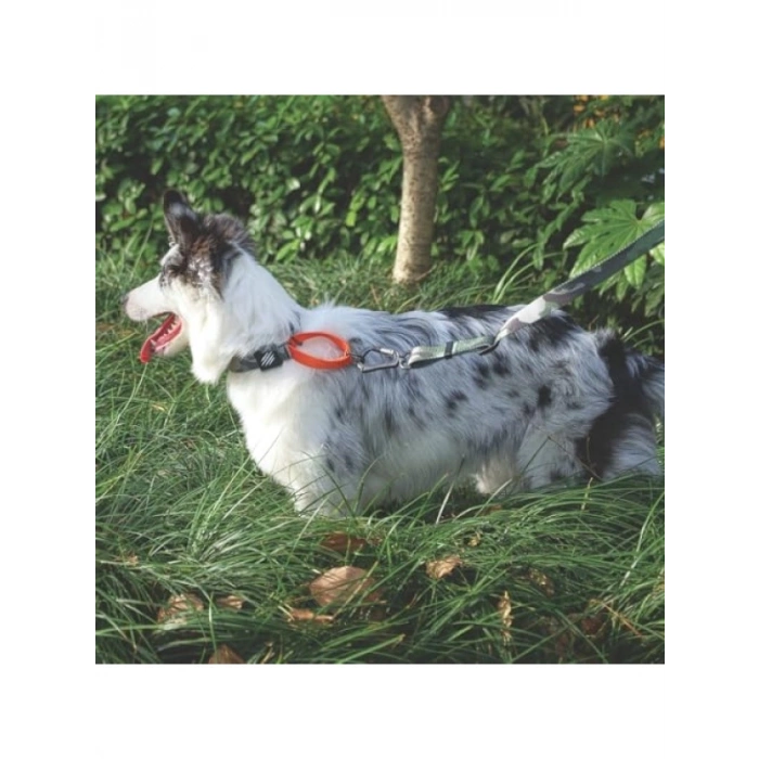 Ayarlanabilir WILD JUNGLE Köpek Boyun Tasması (M)