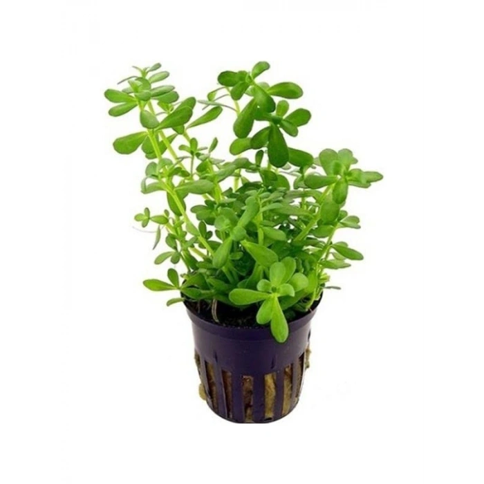 Bacopa Monnieri Saksı - Canlı Bitki