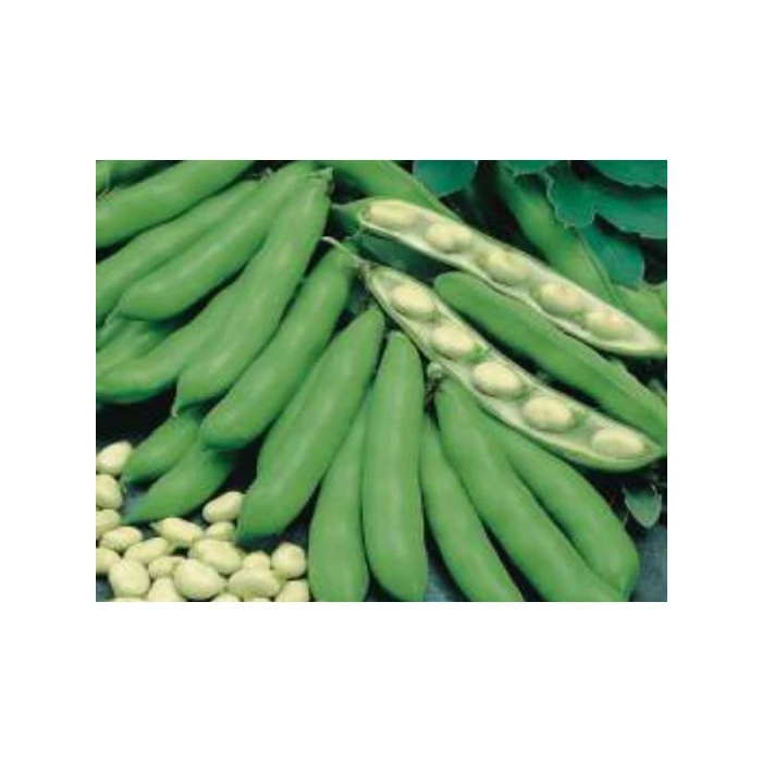 Bakla Tohumu - 10 gr