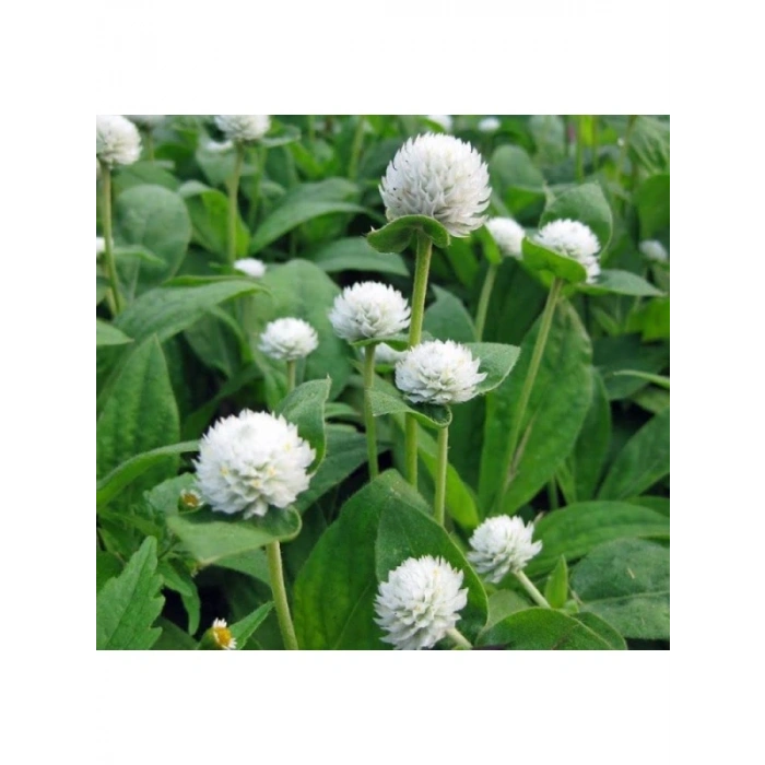 Beyaz Renkli Medine Düğmesi Tohumu - 30 Adet