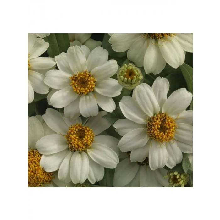Beyaz Renkli Mini Zinnia Çiçeği Tohumu - 5 Adet