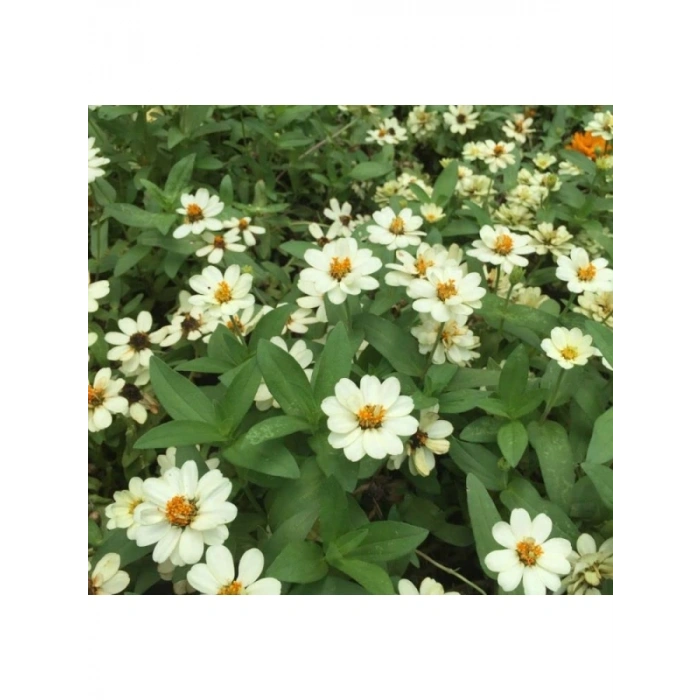 Beyaz Renkli Mini Zinnia Çiçeği Tohumu - 5 Adet