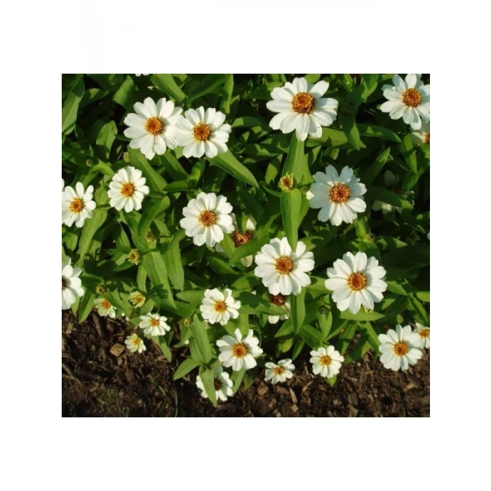 Beyaz Renkli Mini Zinnia Çiçeği Tohumu - 5 Adet