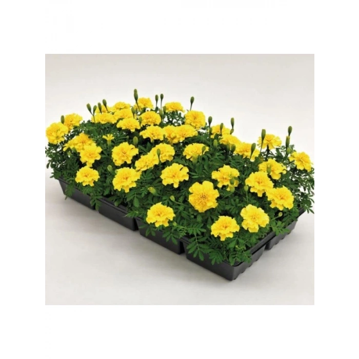 Bodur Sarı Fransız Kadife Çiçeği Tohumu - 10 Adet