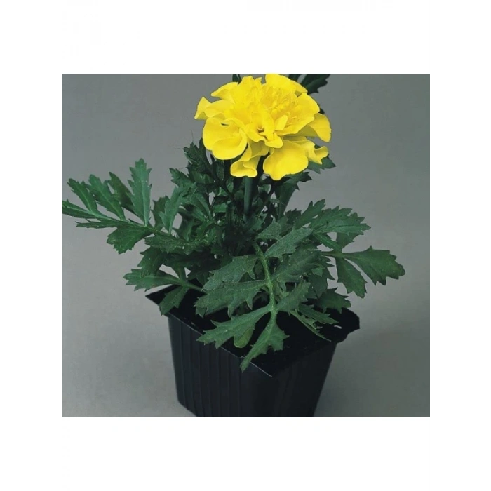 Bodur Sarı Fransız Kadife Çiçeği Tohumu - 10 Adet