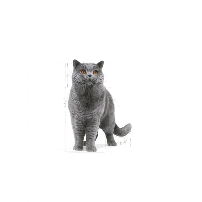 British Kedi İçin Kuru Mama, Yetişkin, 2 Kg