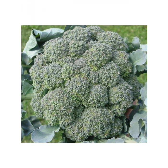 Brokoli Tohumu (Çoklu Paket) - 3 Gram