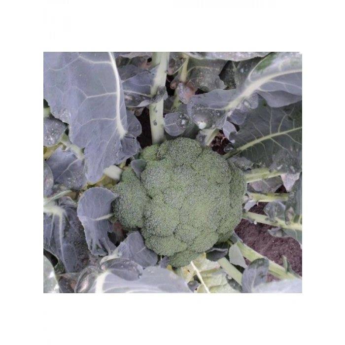 Brokoli Tohumu (Çoklu Paket) - 3 Gram