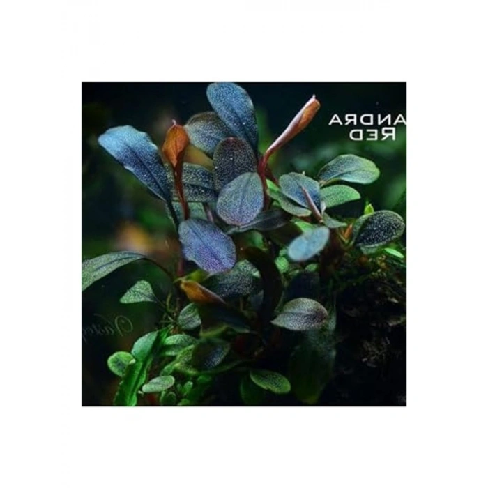 Bucephalandra Brownie Red Saksı Canlı Bitki