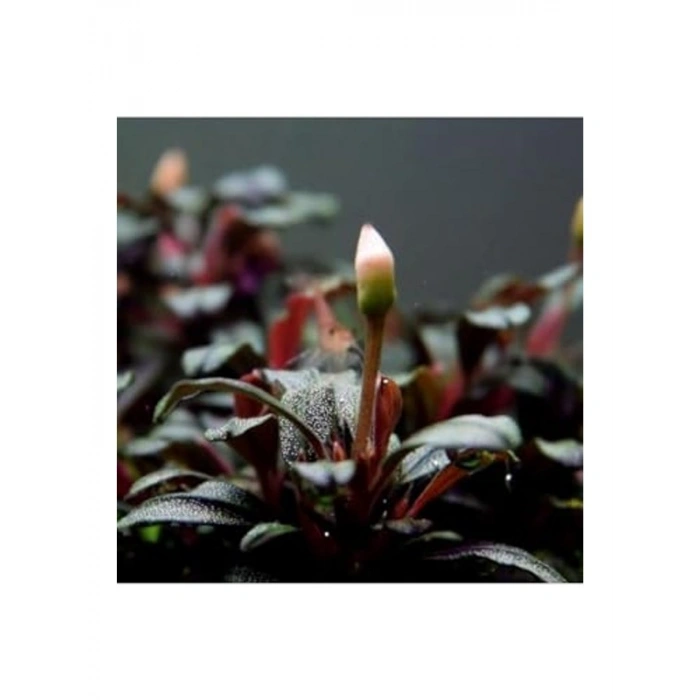 Bucephalandra Mini Coin Saksı Canlı Bitki