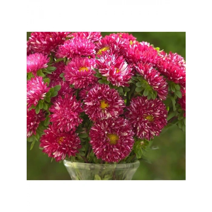 Burgundy Renkli Aster Kasımpatı Tohumu - 20 Adet