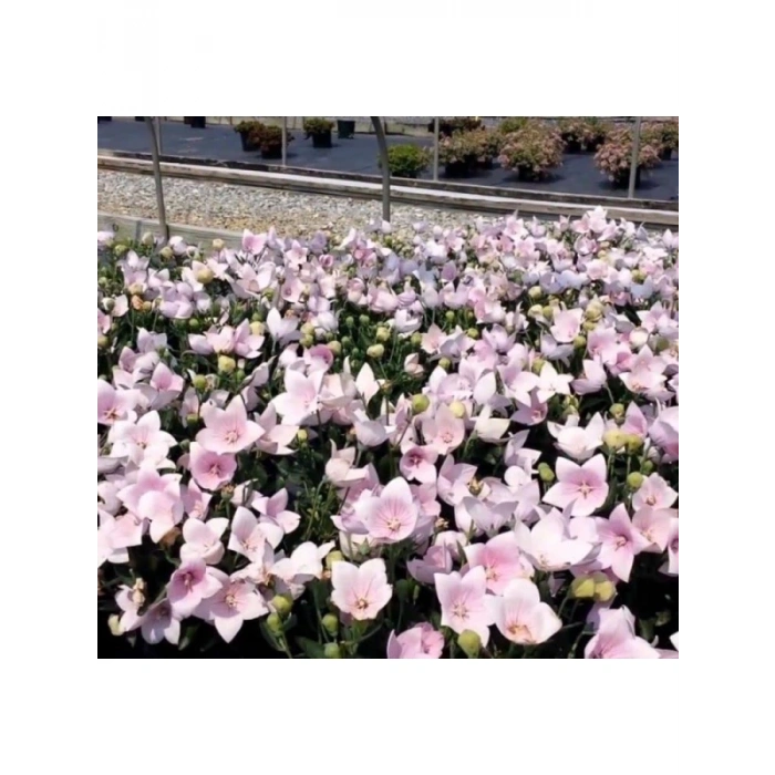 Büyük Çan Çiçeği Tohumu - Pembe Renkli - 5 Tohum