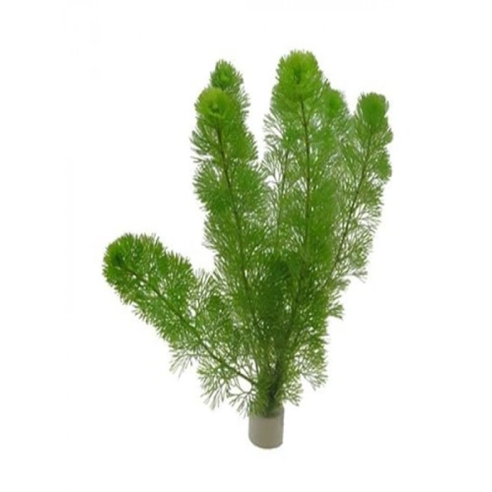 Cabomba Aquatica 6-8 Kök Canlı Su Bitkisi