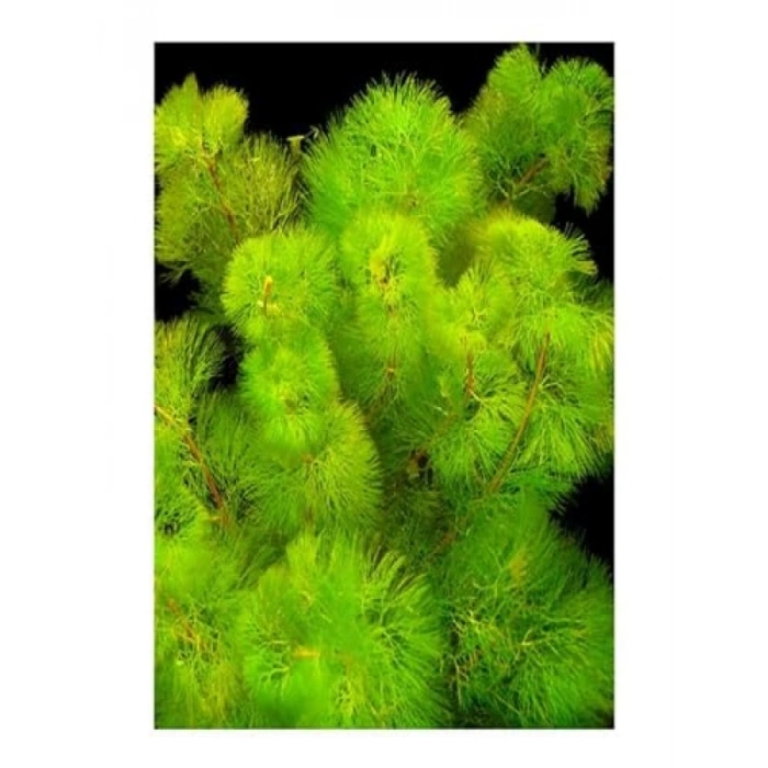 Cabomba Aquatica 6-8 Kök Canlı Su Bitkisi