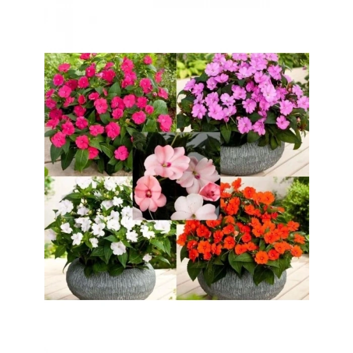 Cam Güzeli Çiçeği - 100 Tohum (Karışık Renk)