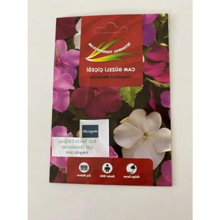 Cam Güzeli Çiçeği - 100 Tohum (Karışık Renk)