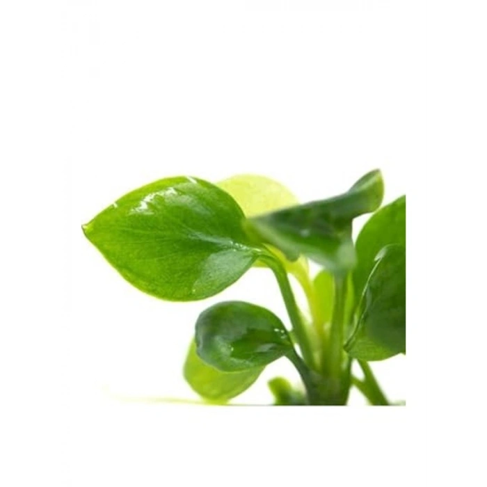 Canlı Bitki Anubias Barteri, 5-6 Yapraklı Doğal Bitki
