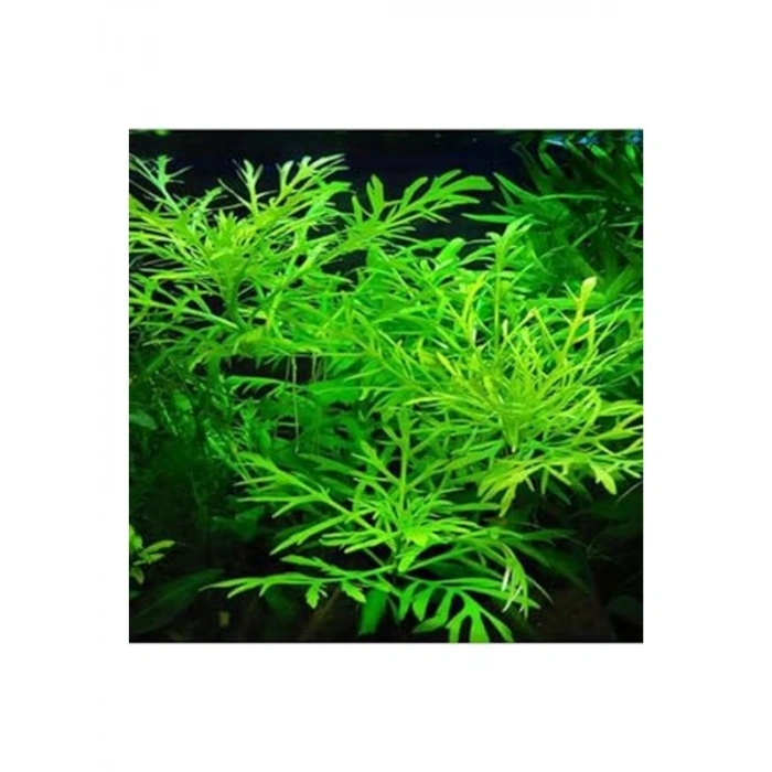 Canlı Bitki Hygrophila Difformis, 4-6 Kök Olarak