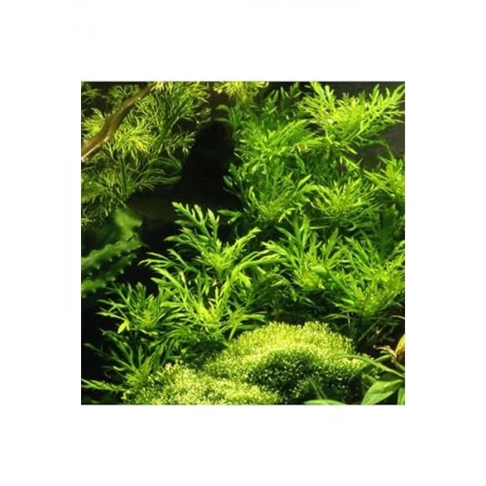 Canlı Bitki Hygrophila Difformis, 4-6 Kök Olarak