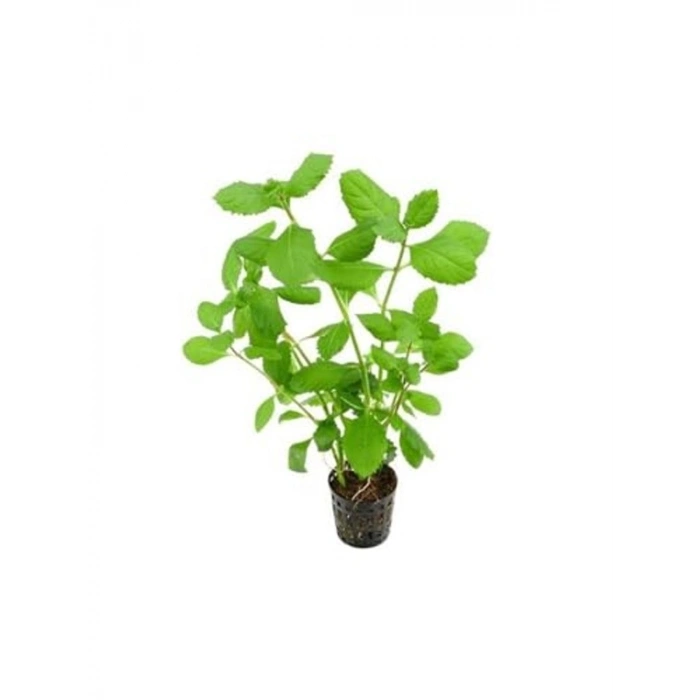 Canlı Bitki Hygrophila Difformis, 4-6 Kök Olarak