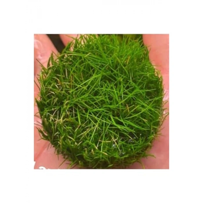 Canlı Bitki, Mini Parvula In Vitro Cup, Akvaryum İçin