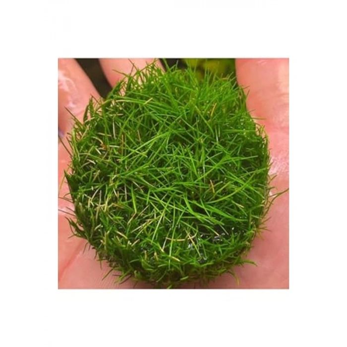 Canlı Bitki, Mini Parvula In Vitro Cup, Akvaryum İçin