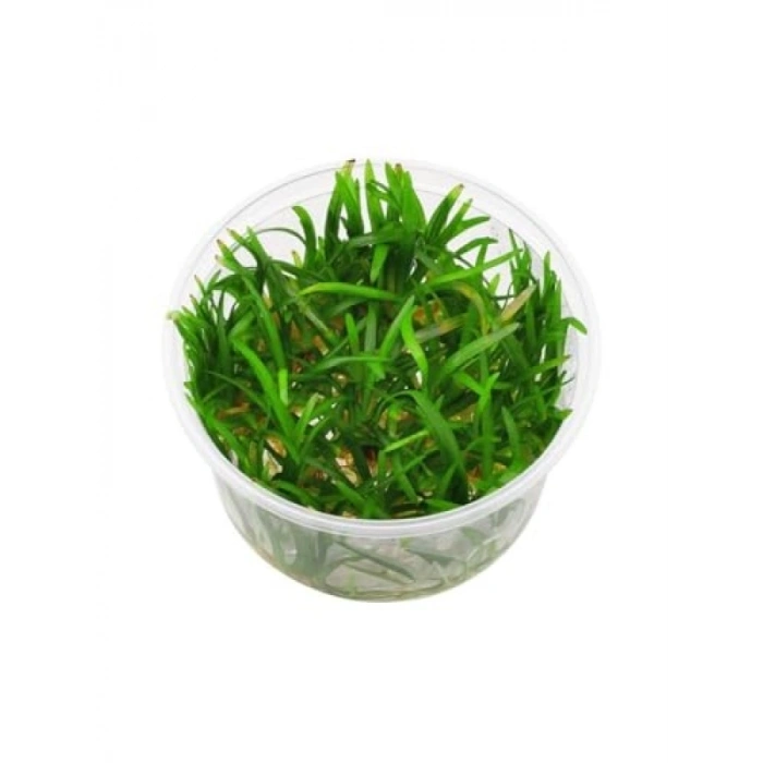 Canlı Bitki - Sagittaria Subulata İn Vitro