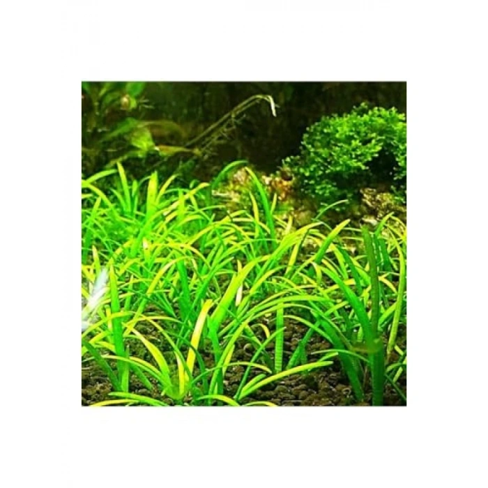 Canlı Bitki - Sagittaria Subulata İn Vitro