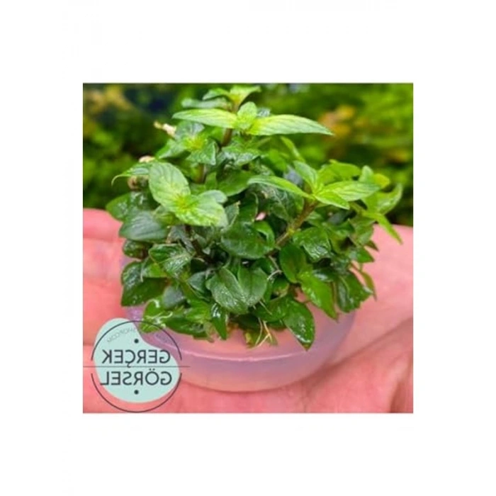 Canlı Bitki, Staurogyne Repens Cup, İn Vitro