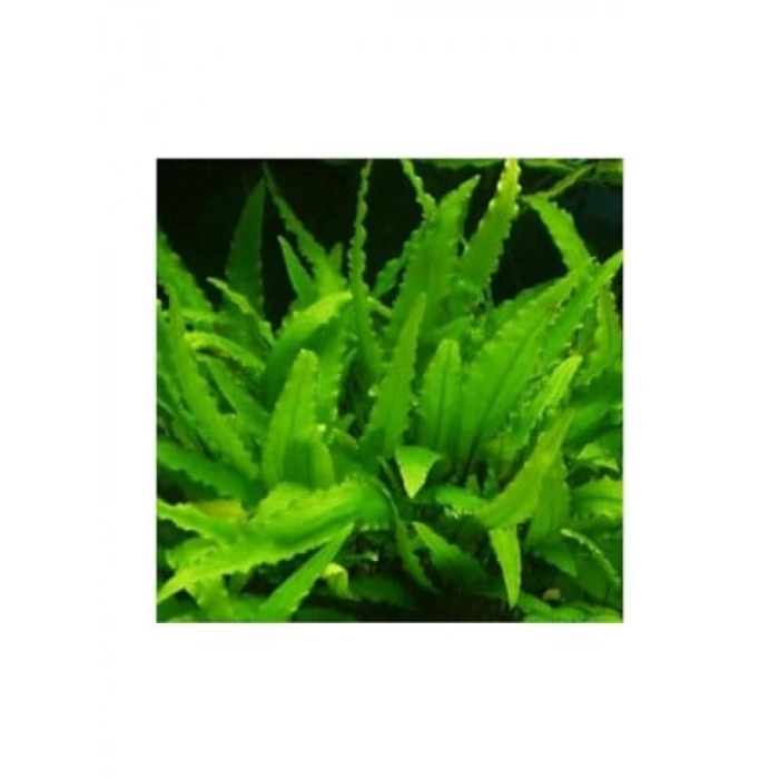Canlı Cryptocoryne Wendtii Green Saksı Bitkisi