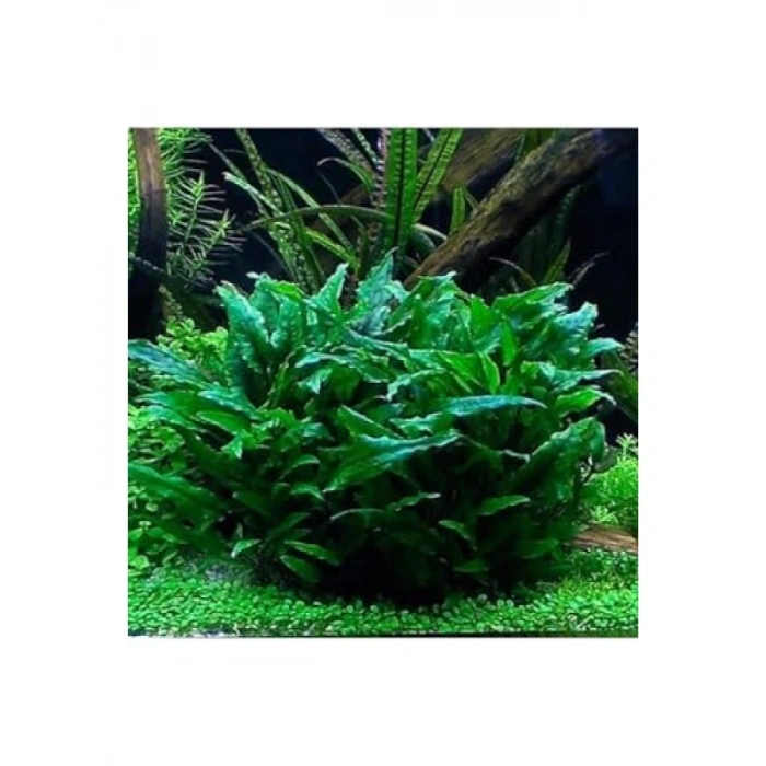 Canlı Cryptocoryne Wendtii Green Saksı Bitkisi
