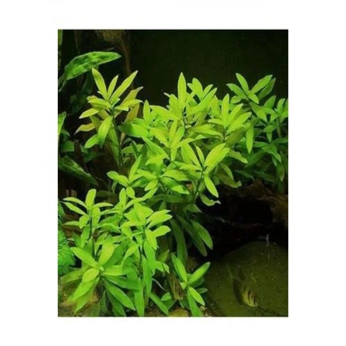 Canlı Hy gophila Polysperma Ceylon Zeytin Bitkisi - 6-8 Kök