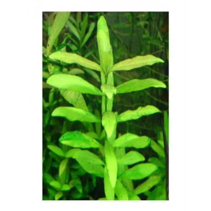 Canlı Hy gophila Polysperma Ceylon Zeytin Bitkisi - 6-8 Kök