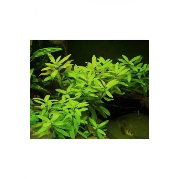 Canlı Hygrophila Polysperma Ceylon Zeytin Saksı - Bitki