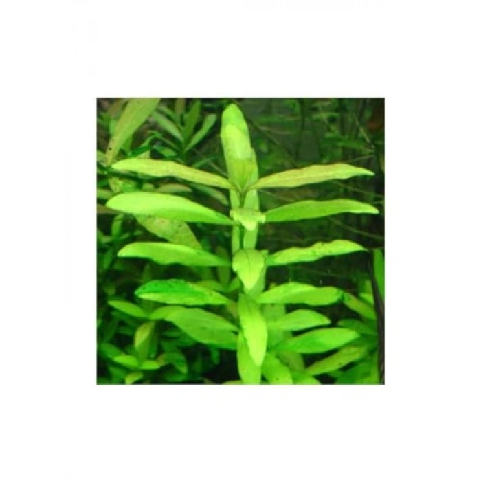 Canlı Hygrophila Polysperma Ceylon Zeytin Saksı - Bitki