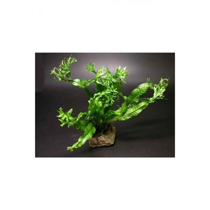 Canlı Java Fern Saksı, Dekoratif Bitki