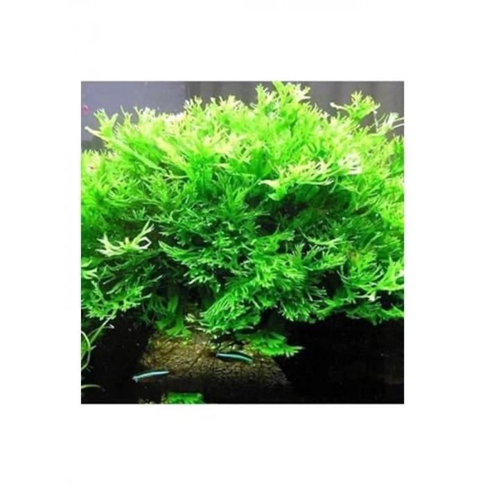 Canlı Java Fern Saksı, Dekoratif Bitki