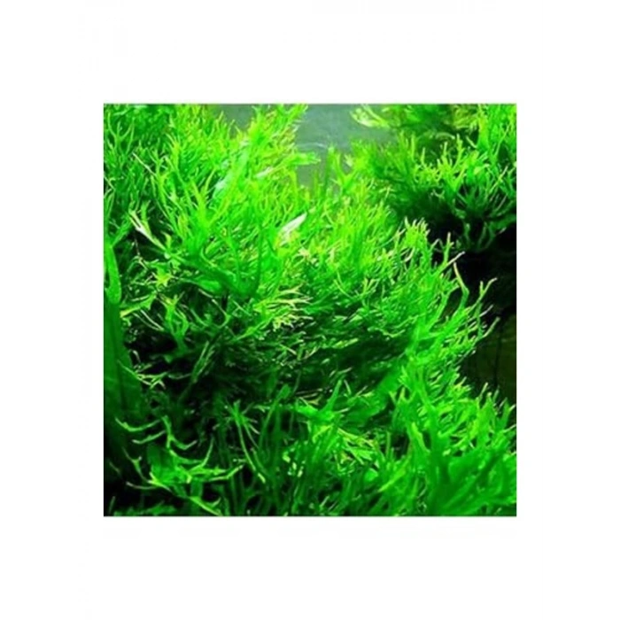 Canlı Java Fern Saksı, Dekoratif Bitki